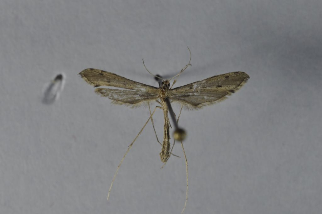 Pterophoridae da Malta per ID.